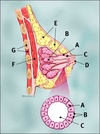 breast_anatomy[2]
